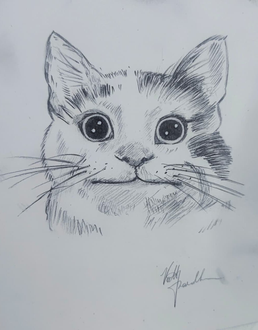 Ink sketch of a cat's face